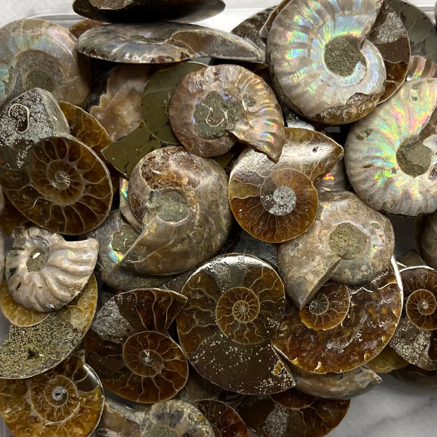 Ammonite